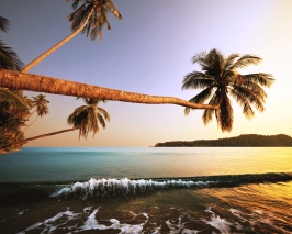Andaman - Buy 1 Get 1 Free
