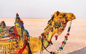 16 Best Things To Do In Kutch Gujarat: The Only Kutch Travel Guide You'll  Need