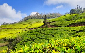 Affectionate Kerala - Honeymoon Special