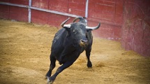 Jallikattu Bull Festival 