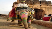 Elephant Festival 