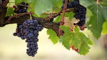 Grape Harvest Festival 