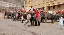 Elephant Festival 