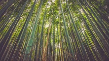 Sagano Bamboo Forest 