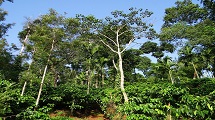 Coffee Plantation Homestays 