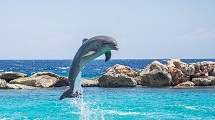 Dolphin Safari at Sinquerim Beach 