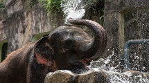 Elephant bathing