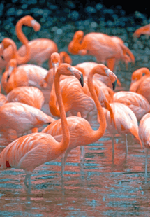 Jurong Bird Park Singapore