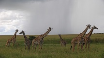 Spot wildlife at Maasai Mara 