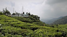 Munnar Tea plantations