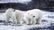 Polar Bear spotting in Churchill 