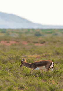  Shirvan National Park