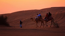 Camel Safari 
