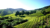 Addabarie Tea Estate 