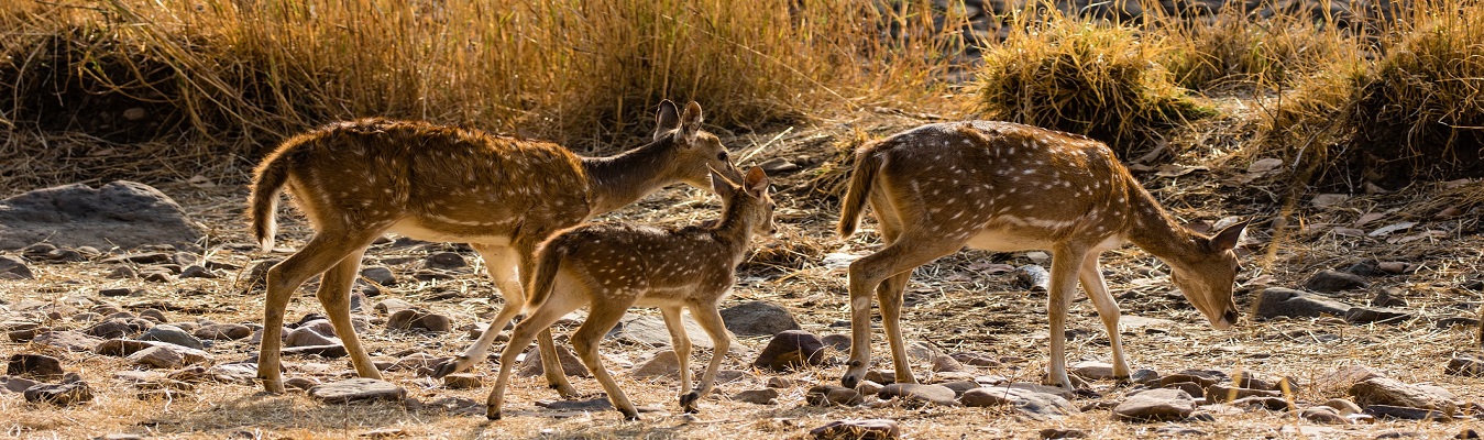Jim Corbett Tourism 