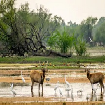 Kaziranga Tourism - Barashingha