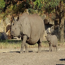 Kaziranga Tourism - Indian Rhinoceros