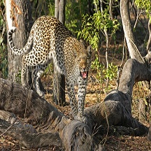 Kaziranga Tourism - Leopard