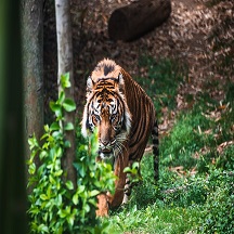 Kaziranga Tourism - Tiger